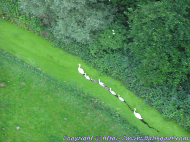 Copyright © DatisGaaf.com