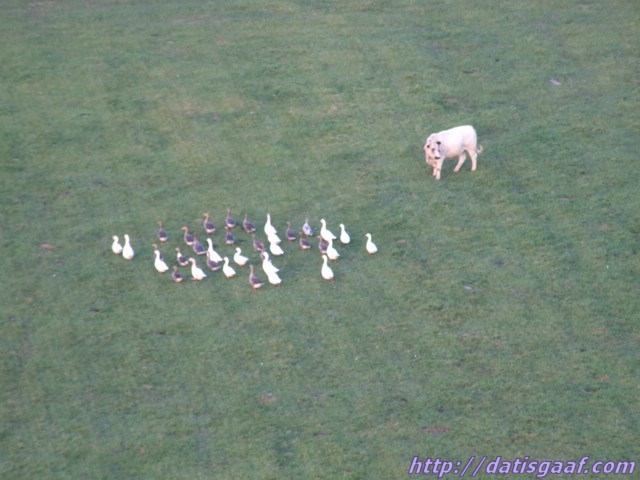 Copyright &copy DatisGaaf.com