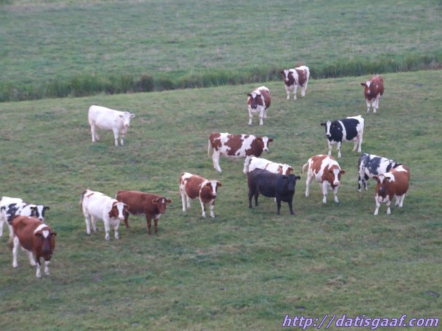 Copyright &copy DatisGaaf.com