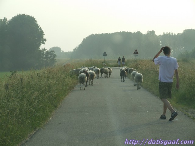 Copyright &copy DatisGaaf.com