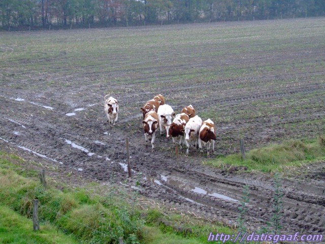 Copyright © DatisGaaf.com