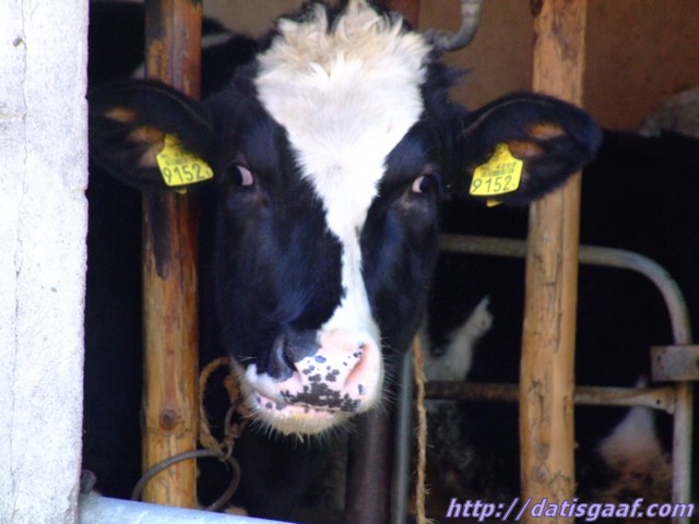 Copyright &copy DatisGaaf.com