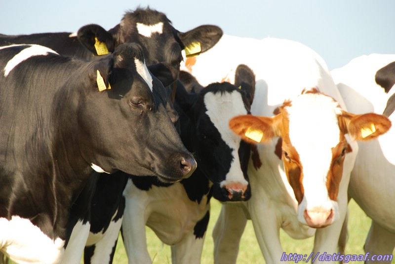 Copyright © DatisGaaf.com