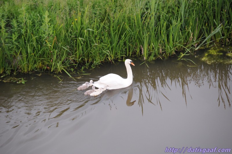 Copyright &copy DatisGaaf.com