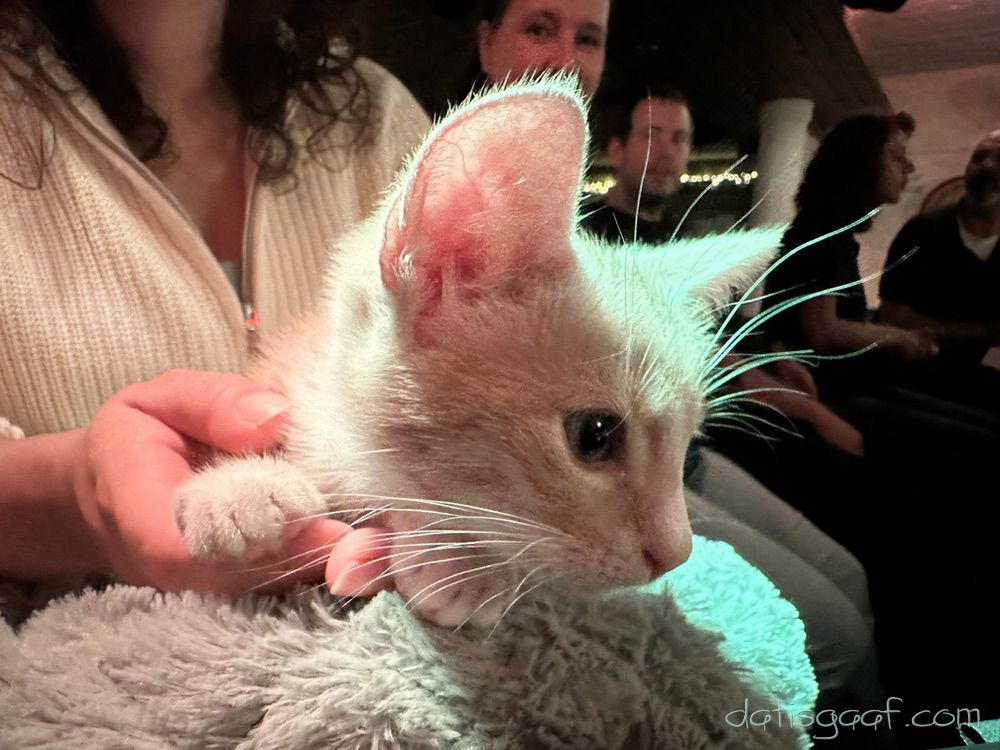 Copyright © DatisGaaf.com